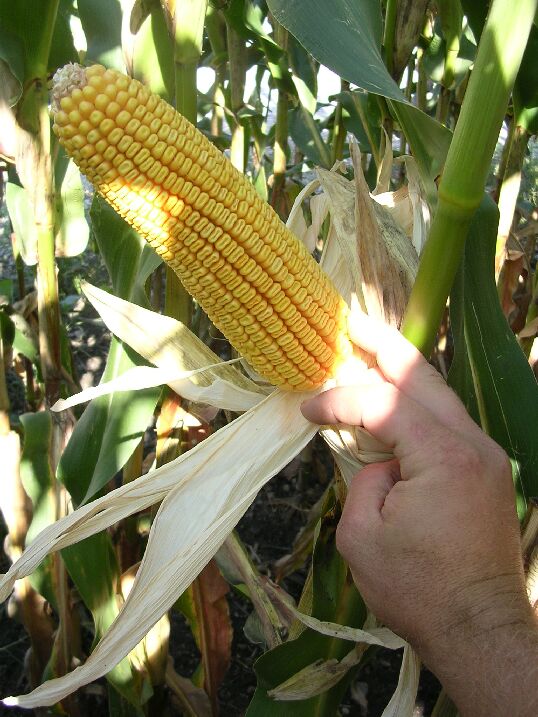 corn26569-19.jpg